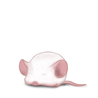 Adote um Mouse Branco