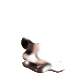 Adote um Mouse Rato De Abóbora