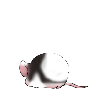 Adote um Mouse Preto
